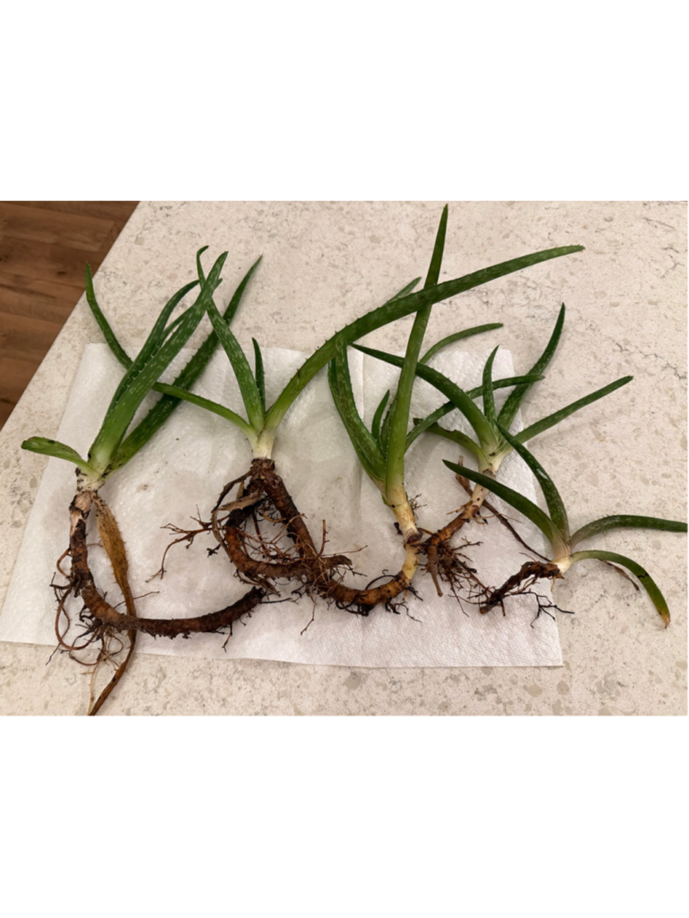 5 Aloe Vera Plants Green Rooted
